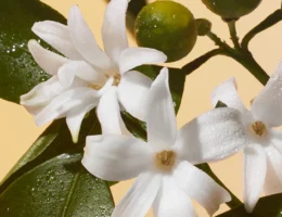 Neroli Scent
